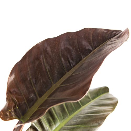 Филодендрон Империал Ред Philodendron Imperial Red 60/24