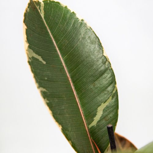 Фикус Ficus elastica Belize1лт 20/30