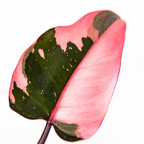 Филодендрон Пинк Принцесс Philodendron Pink Princess 25/12