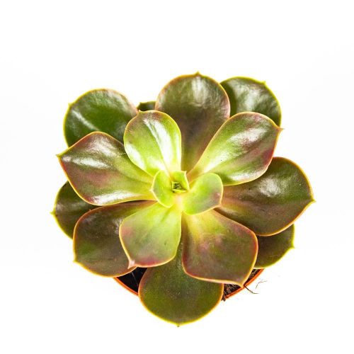 Эхеверия Меджик Echeveria Magic микс 15/8,5