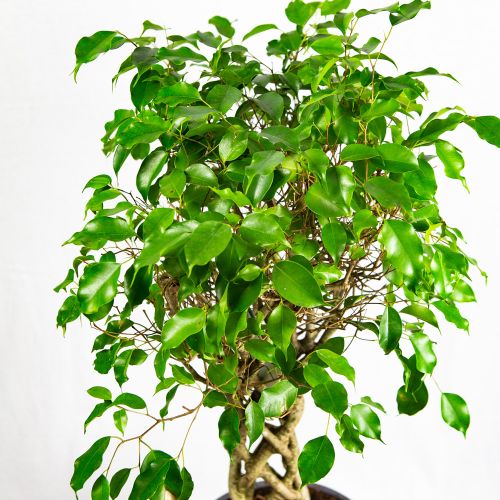 Фикус Бенджамина Экзотика труба Ficus benjamina Exotica tube 100/24 (Н)