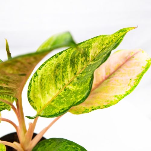 Аглаонема Корн Силк Aglaonema Corn Silk 30/12 (Н)