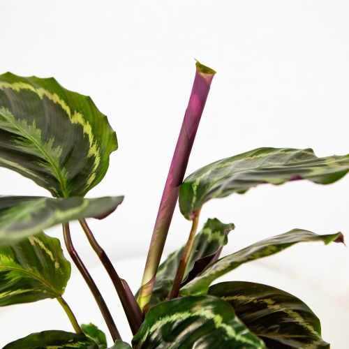 Калатея Медальон Calathea Medallion 45/14 (Н)