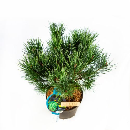 Сосна обыкновенная Ватерери Pinus sylvestris Watereri 5л (Н)