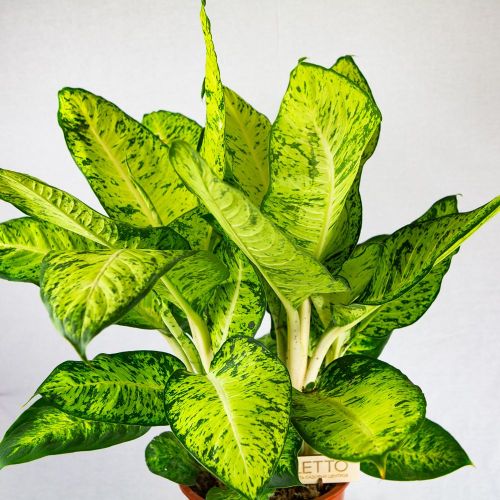 Диффенбахия Вайт Амазон Dieffenbachia White Amazon 90/24