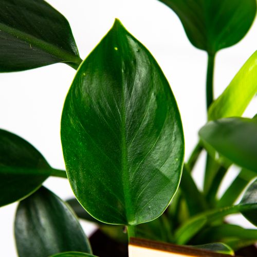 Филодендрон Грин Принцесс Philodendron Green Prinсess 25/12