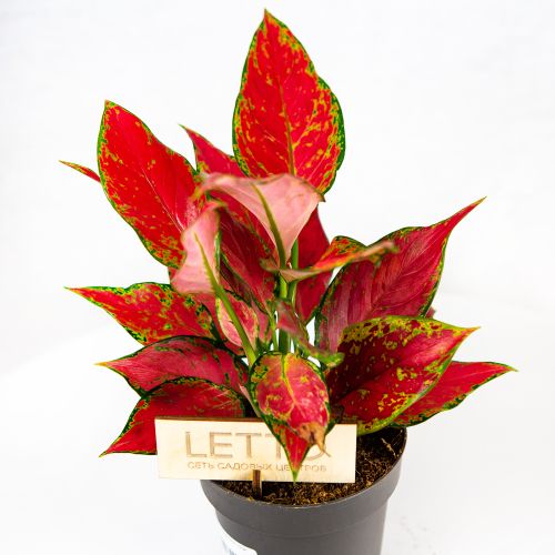 Аглаонема Джангл Ред Aglaonema Jungle Red 40/12 (Н)