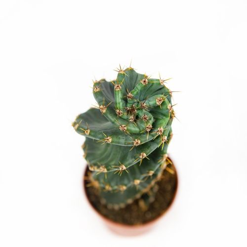 Кактус Cereus Peruvianus Tortuosus 20/8,5 (Н)