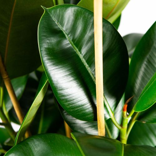 Фикус каучуконосный Робуста 3 ствола Ficus elastica Robusta 3 pp 115/27