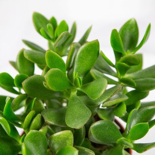 Толстянка Крассула Дарк Crassula Durk 30/14 (Н)