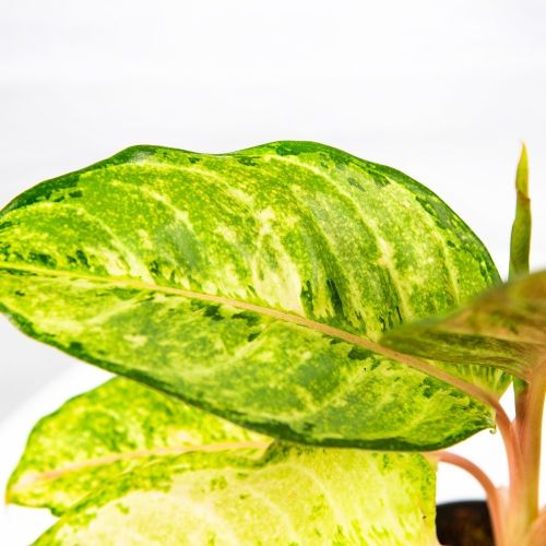 Аглаонема Корн Силк Aglaonema Corn Silk 30/12 (Н)