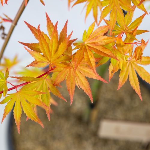 Клен японский / веерный Dissectum Garnet 1/4 ШТАМБ с20/25 60/80 Acer palmatum 1/4 Fusto (И)