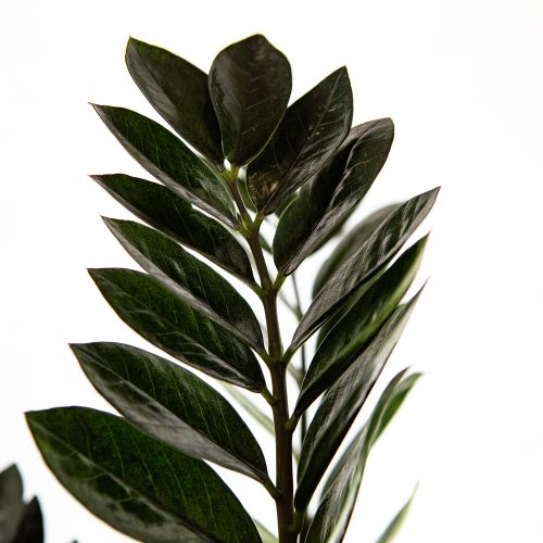 Замиокулькас Блэк Равен Zamioculcas Black Raven 60/17 (Н)