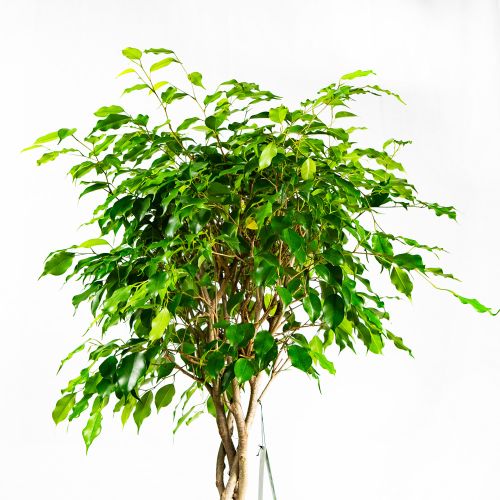 Фикус Бенджамина Экзотика переплетенный Ficus benjamina Exotica twisted stem 140/27 (Н)