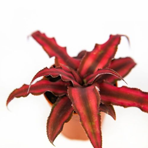 Криптантус Рубин Стар Cryptanthus Rubin Star 10/5,5