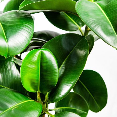 Фикус каучуконосный Робуста на штамбе Ficus elastica Robusta on stem 130/20 (Н)