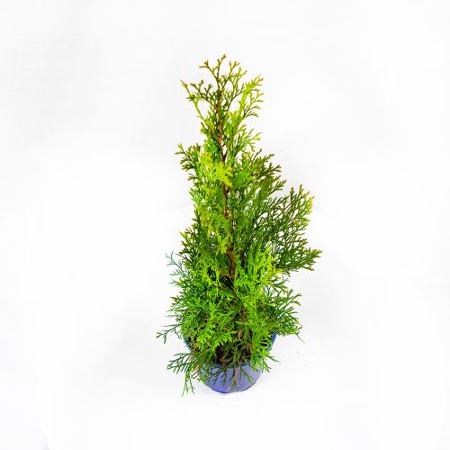 Туя западная Смарагд 40/50 Thuja occidentalis Smaragd 1л (Н)