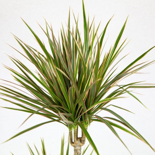 Драцена Биколор Dracaena Bicolor 30-10 75/17