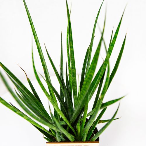 Сансевиерия Sansevieria Comet Kichaka 35/12