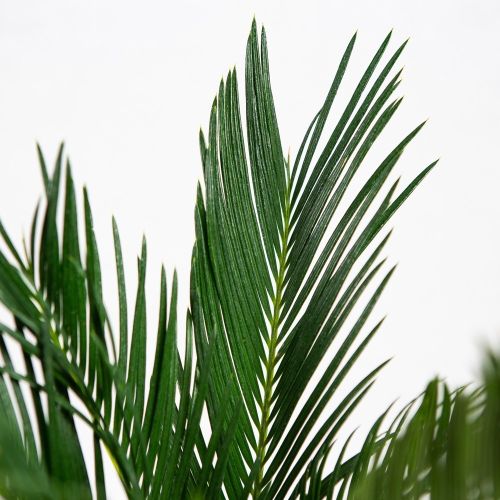 Саговник поникающий Cycas revoluta 10+ 45/14 (Н)