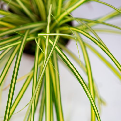 Осока охименская Эверголд Carex ochimensis Evergold Р9 (Н)