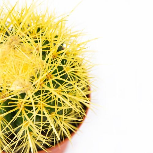 Эхинокактус Грузона Echinocactus grusonii 20/12