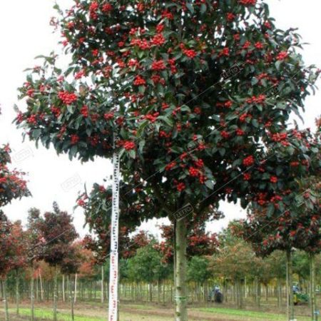 Бугенвиллия ЛИАНА 175/200 Bougainvillea MIX (И)