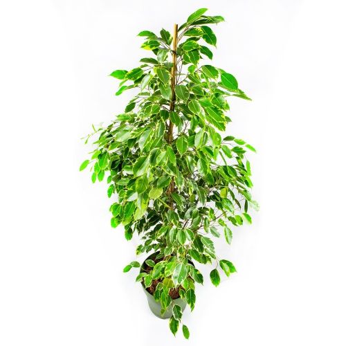 Фикус Бенджамина Голден Кинг Ficus benjamina Golden King 145/27 (Н)