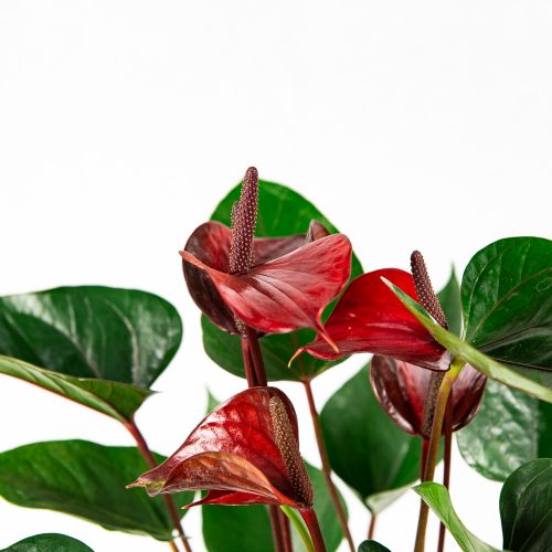 Антуриум Андре Адиос Ред Anthurium andraeanum Adios Red 7+ 55/17