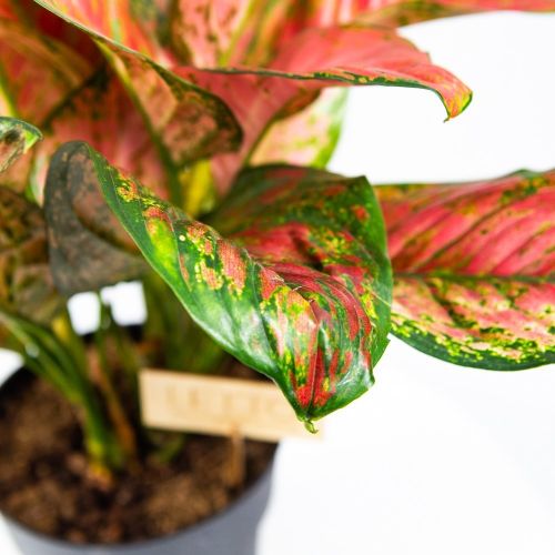 Аглаонема Руби Лав Aglaonema Ruby Love 45/1 (Н)