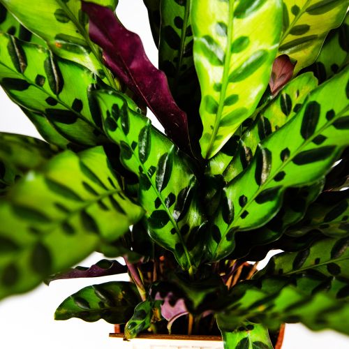 Калатея ланцетолистная Calathea lancifolia (insigne) 50/14 (Н)