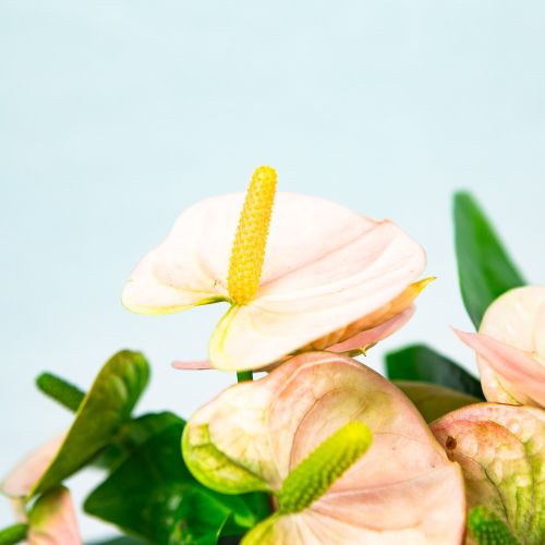 Антуриум Спирит Anthurium andraeanum Spirit 5+ 50/14 (Н)