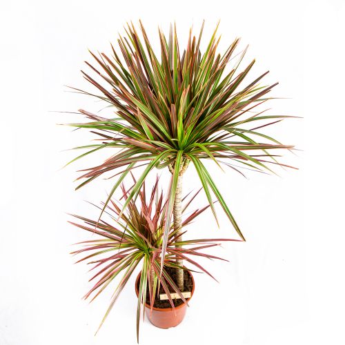 Драцена Колорама Dracaena Colorama 60-30-15 110/21