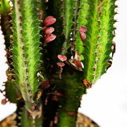 Молочай треугольный Рубра Euphorbia trigona Rubra 50/19 (Н)