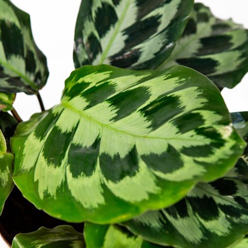 Калатея Calathea Kennedy 40/14