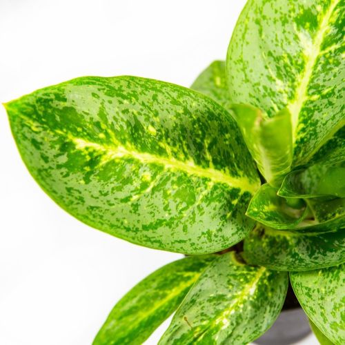 Аглаонема Лемон Минт Aglaonema Lemon Mint 40/12 (Н)