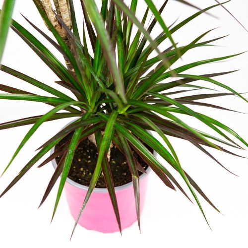 Драцена маргината Маджента Dracaena magenta 2рр 45-10 d19 (Н)