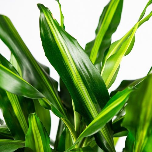 Драцена Синто разветвленная Dracaena Cintho branched 120/24 (Н)