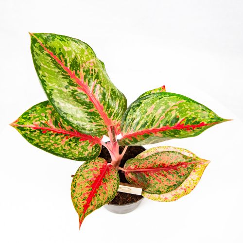 Аглаонема Aglaonema Paradise Red 40/12