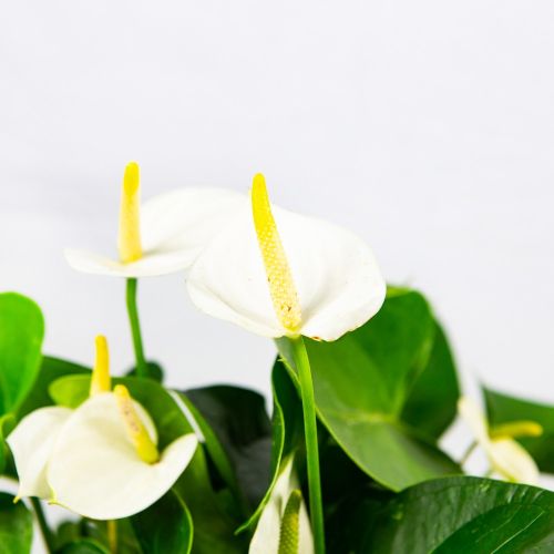 Антуриум Андре Ариса Вайт Anthurium andraeanum Arisa White 55/17