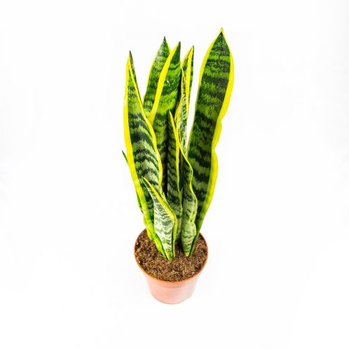 Сансевиерия трёхполосная Sansevieria laurentii 50/14