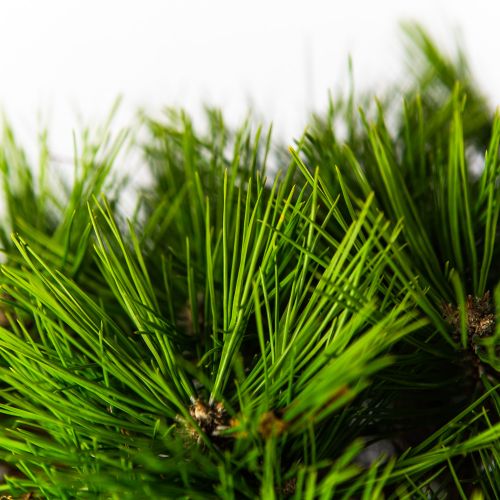 Сосна густоцветковая Лоу Глоу 60/80 Pinus densiflora Low Glow 25л (Н)