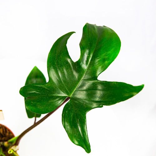 Филодендрон Грин Бьюти Philodendron Green Beauty 25/12