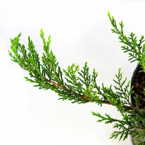 Можжевельник казацкий Тамарисцифолия Juniperus sabina Tamariscifolia 3л