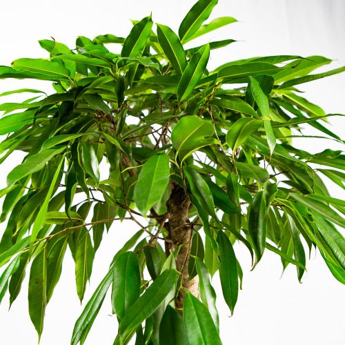 Фикус биннендийка Амстел Кинг на штамбе Ficus binnendijki Amstel King on stem 140/31