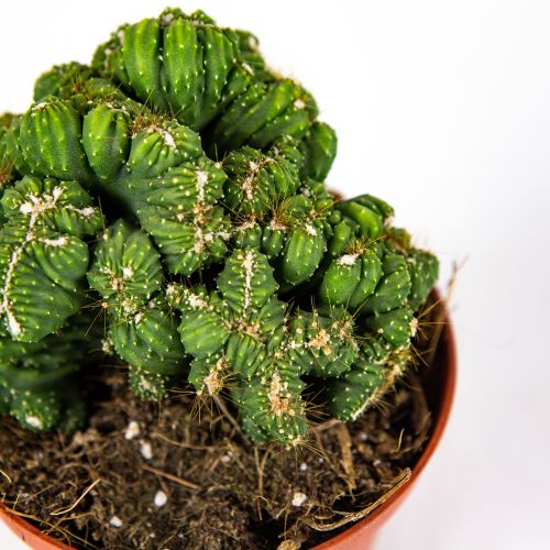 Цериус Cereus Peruvianus Crestato Potcover 12/10,5