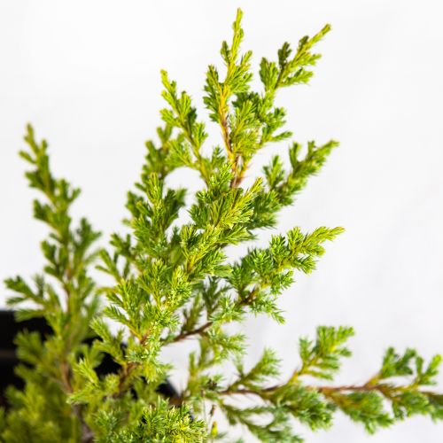 Можжевельник чешуйчатый Блю Швед Juniperus squamata Blue Swede 10л (ЗК)