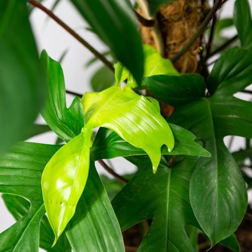 Филодендрон Philodendron Squamiferum 120/24 (Н)