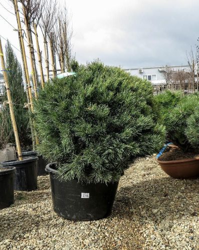 Сосна обыкновенная Ватерери Pinus sylvestris Watereri 15л (И)