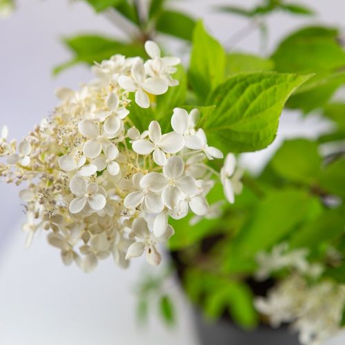 Гортензия метельчатая Грандифлора Hydrangea paniculata Grandiflora 2л/3л (ГМ)